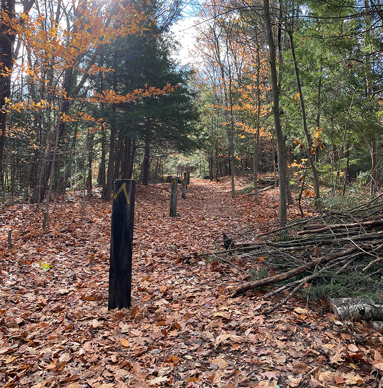 Volunteers clearing brush from the trail by Newbury Commons housing.